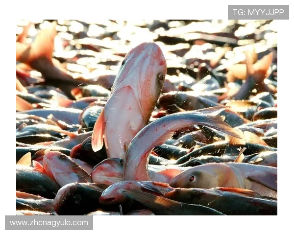 AG扑鱼官方网站详细攻略指南，教你轻松掌握捕鱼技巧提升胜率赢取更多奖金